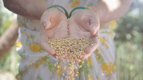 Wheat grains falling down from hands of woman farmer Stock Footage 89077973