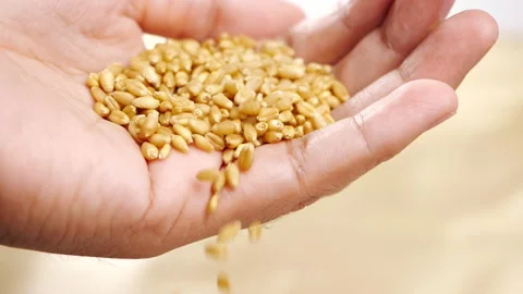 Wheat grains falling from hand of farmer in slow motion Stock-Footage 141379020