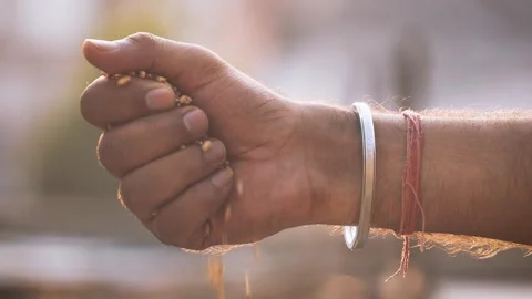 Wheat Grains Falling from Hand  Farming Concept Stock Footage 318155436