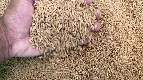 Wheat Grains Falling from Hand in Slow Motion | Close-Up of Golden Harvest Crop Stock Footage 318663272