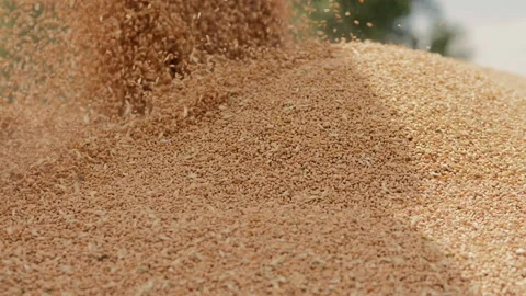Wheat grains falling on a pile, close-up Stock Footage 136314583