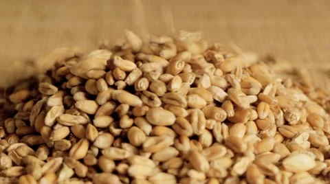 Wheat grains falling into pile Stock Footage 12670200