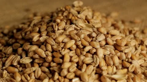 Wheat grains falling into pile Stock Footage 12689090