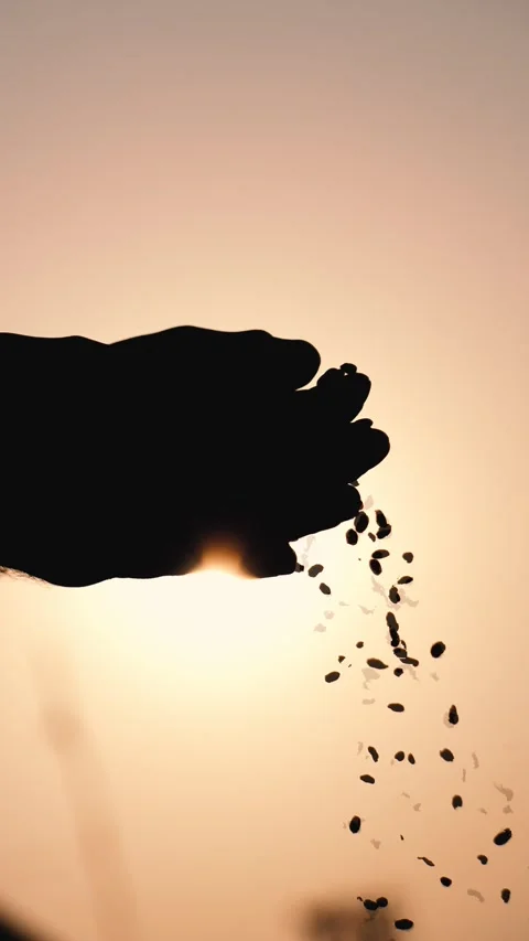 Wheat Grains Falling in Silhouette Background  Sunset Shot Stock Footage 318155512