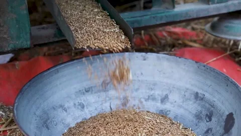 Wheat grains falling from thresher machine in the fields Video stock 246836468