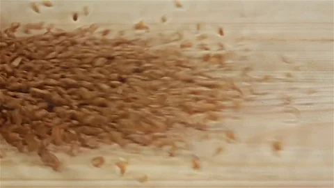 Wheat grains falling on wooden table, top view. Slow motion Vidéo 75488805