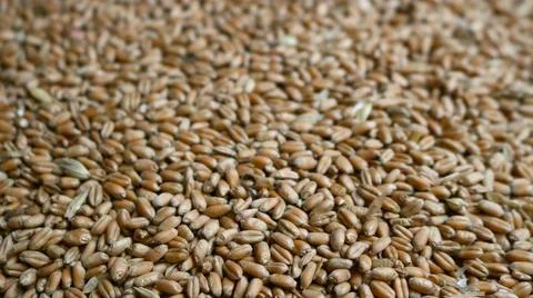Wheat grains on a flat surface Stock Photos