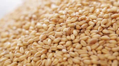 Wheat grains Stock Footage 35843011