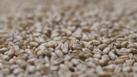Wheat Grains Stock Footage 102826281