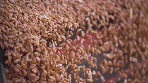 Wheat grains Видео 242465805