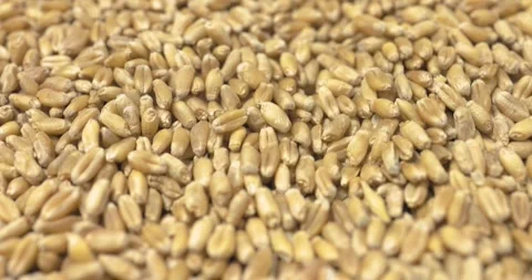 Wheat grains Stock Footage 248880770