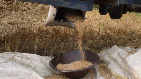 Wheat grains Stock-Footage 333995077