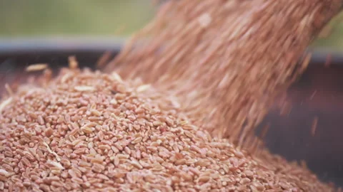 Wheat grains at the granary Stock-Footage 244970885