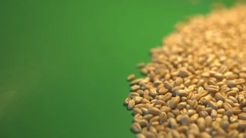 Wheat grains on a green background. Video stock 77221159