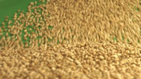 Wheat grains on a green background. Slow motion. Close-up. Video stock 76979504