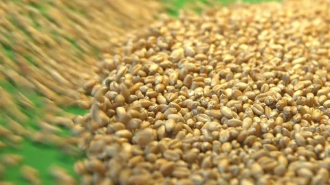Wheat grains on a green background. Slow motion. Close-up. Stockbeeldmateriaal 76979554