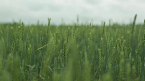 Wheat grains on green field Stock Footage 48768182