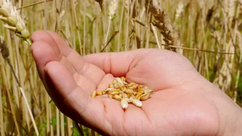 Wheat grains in hand against the background of a field with ripe wheat Stock Footage 231209543