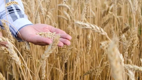 Wheat grains in hand Stock Footage 138386640