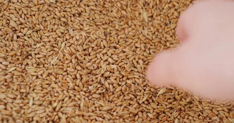Wheat grains in the hand of a man Stock Footage 132357703