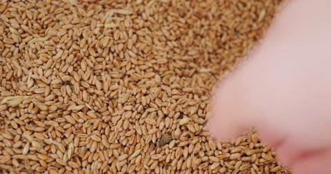 Wheat grains in the hand of a man Stock Footage 132358766