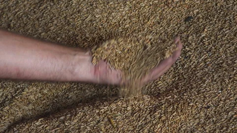 Wheat grains in the hands of a farmer. Stock Footage 165366646