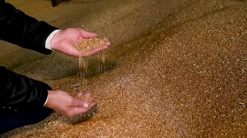 Wheat grains in the hands of a farmer when stored in a granary Stock-Footage 270306113