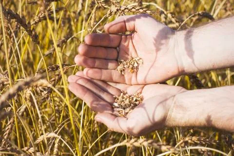 Wheat grains in hands on field background Stock Photos