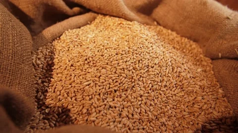 Wheat grains in a hands Stock Footage 138492273
