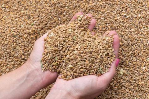 Wheat grains in hands Stock Photos