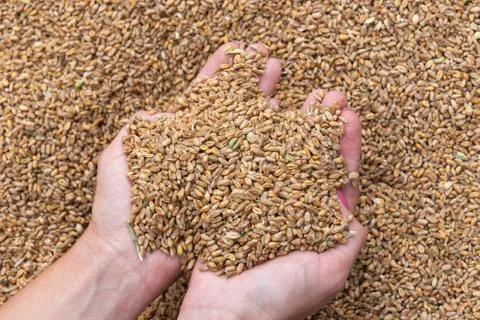 Wheat grains in hands Stock Photos