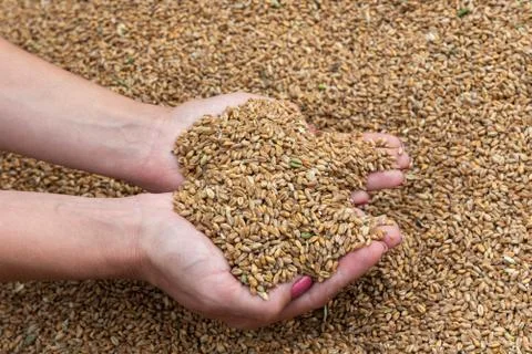 Wheat grains in hands Stock Photos