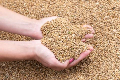 Wheat grains in hands Stock Photos