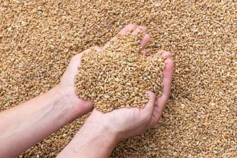 Wheat grains in hands Stock Photos