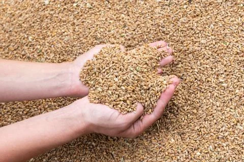 Wheat grains in hands Stock Photos