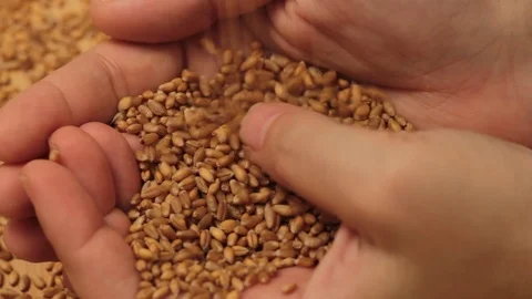 Wheat grains in male hands Stock Footage 121263801