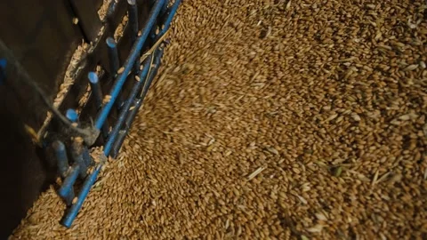 Wheat grains move into the machine in a flour factory	 動画素材 144493630