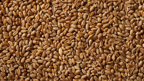 Wheat grains moving background - seamless video Stock Footage 160449869