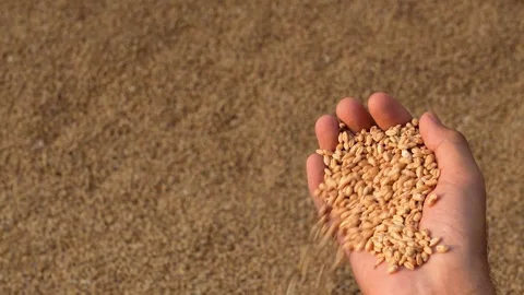 Wheat Grains in One Hand  Closeup Agriculture Stock Footage Stock Footage 318155463