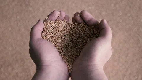 Wheat grains in the palms Stock Footage 241437265