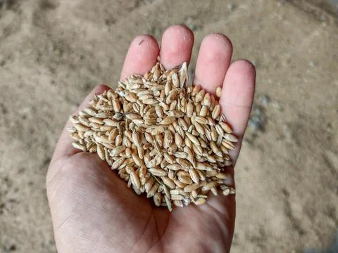 Wheat grains in a person's hand 写真素材