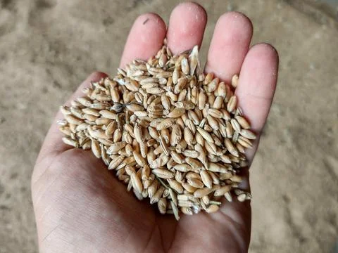 Wheat grains in a person's hand Stock Photos