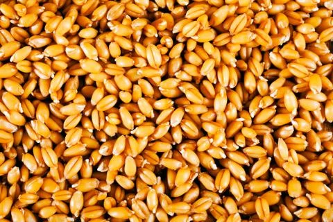 Wheat grains Stock Photos