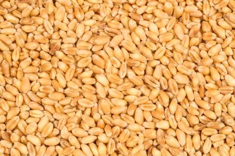 Wheat grains Фото