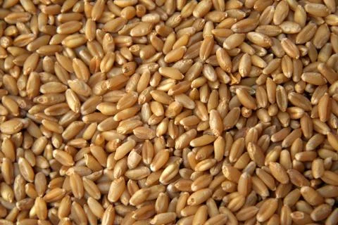 Wheat Grains Stock Photos