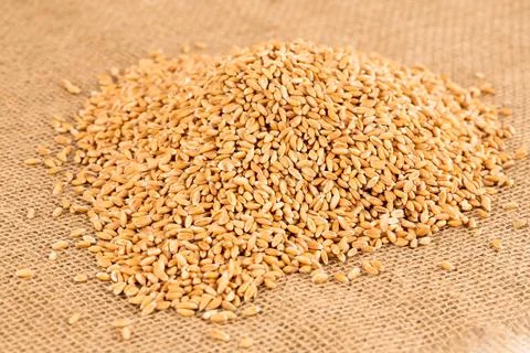 Wheat grains Stock Photos