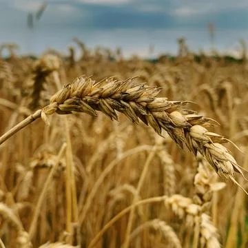 Wheat grains Stock Photos