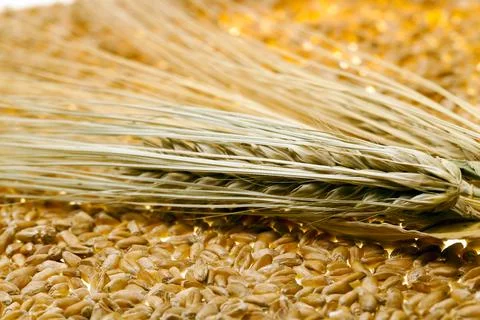 Wheat grains Stock Photos