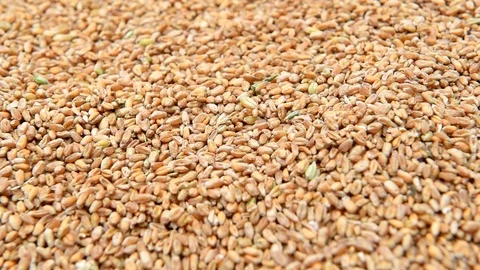 Wheat grains pour Stockbeeldmateriaal 98040567