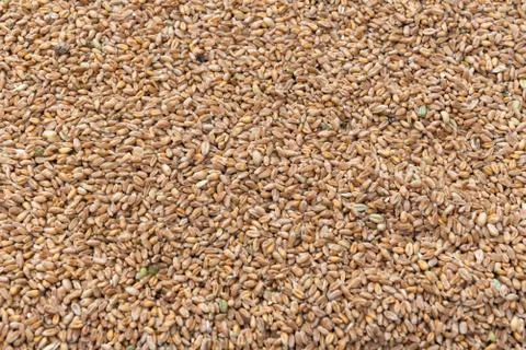 Wheat grains pour Stock Photos
